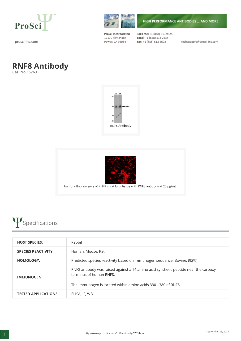 RNF8 Antibody Cat