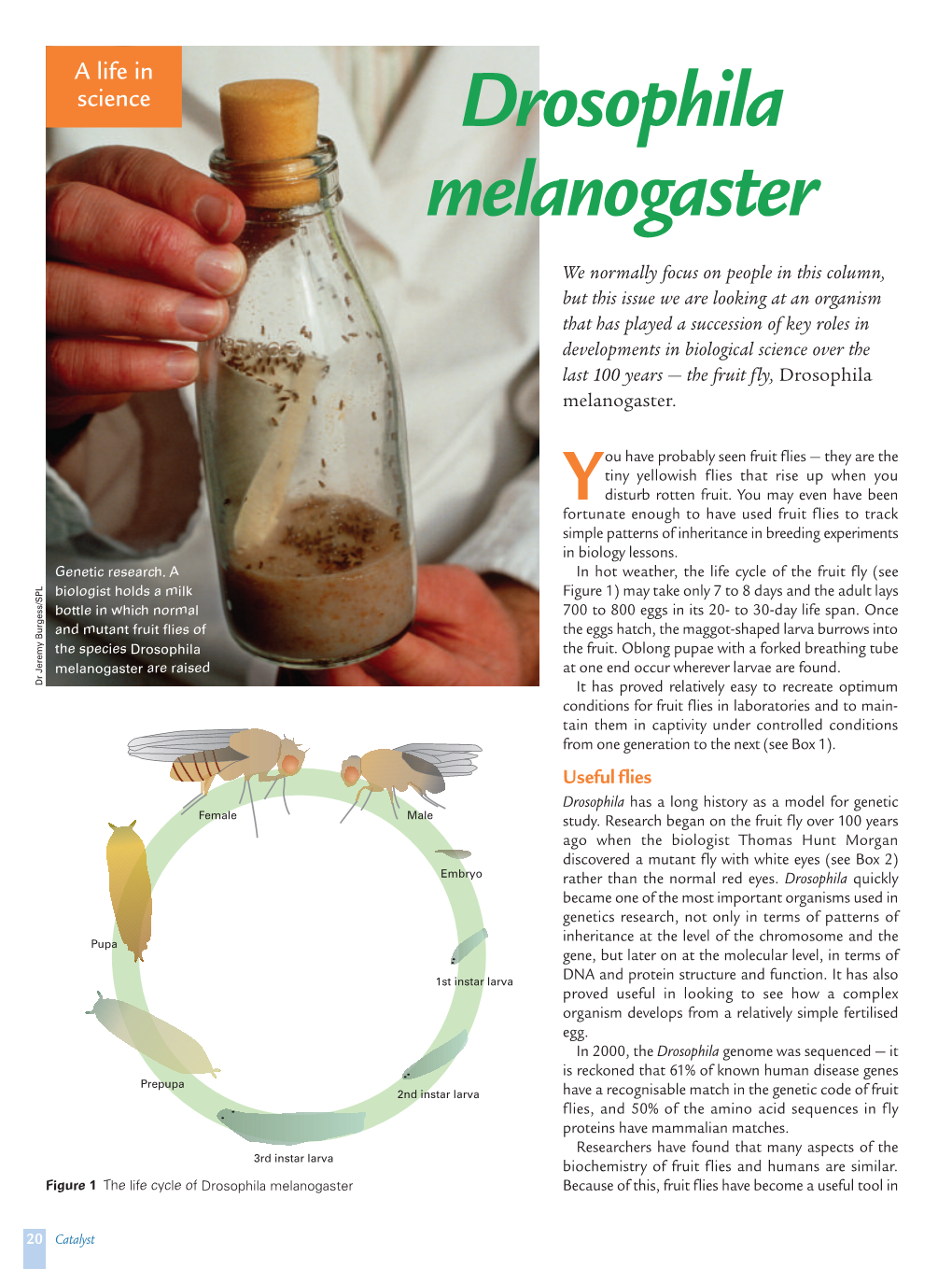 Drosophila Melanogaster