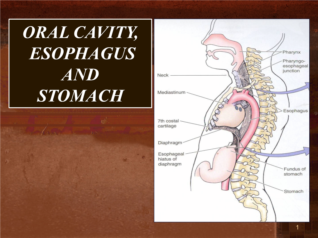 Oral Cavity, Tongue,Esophagus and Stomach