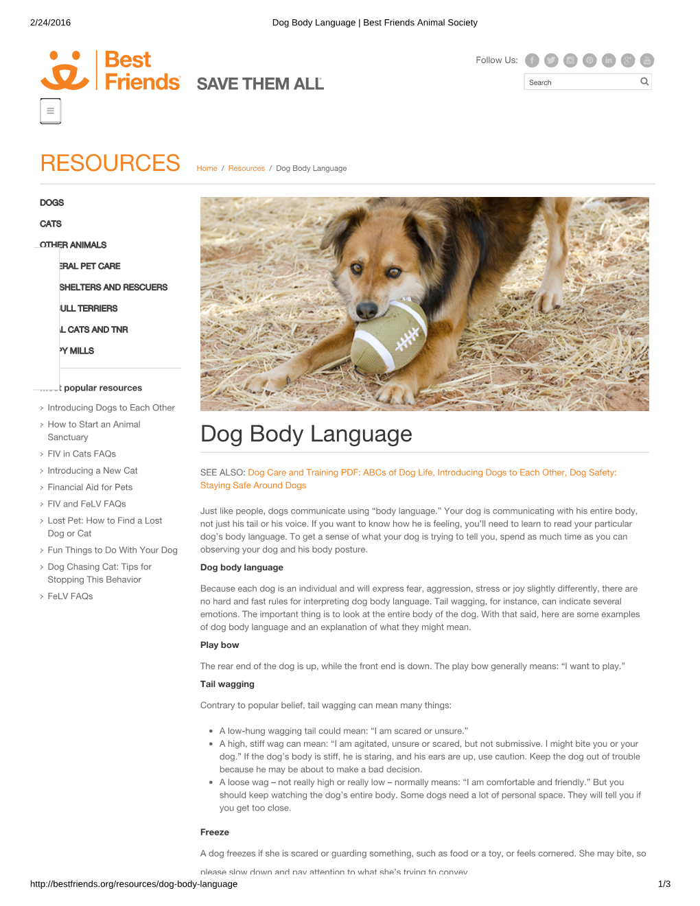 Dog Body Language | Best Friends Animal Society