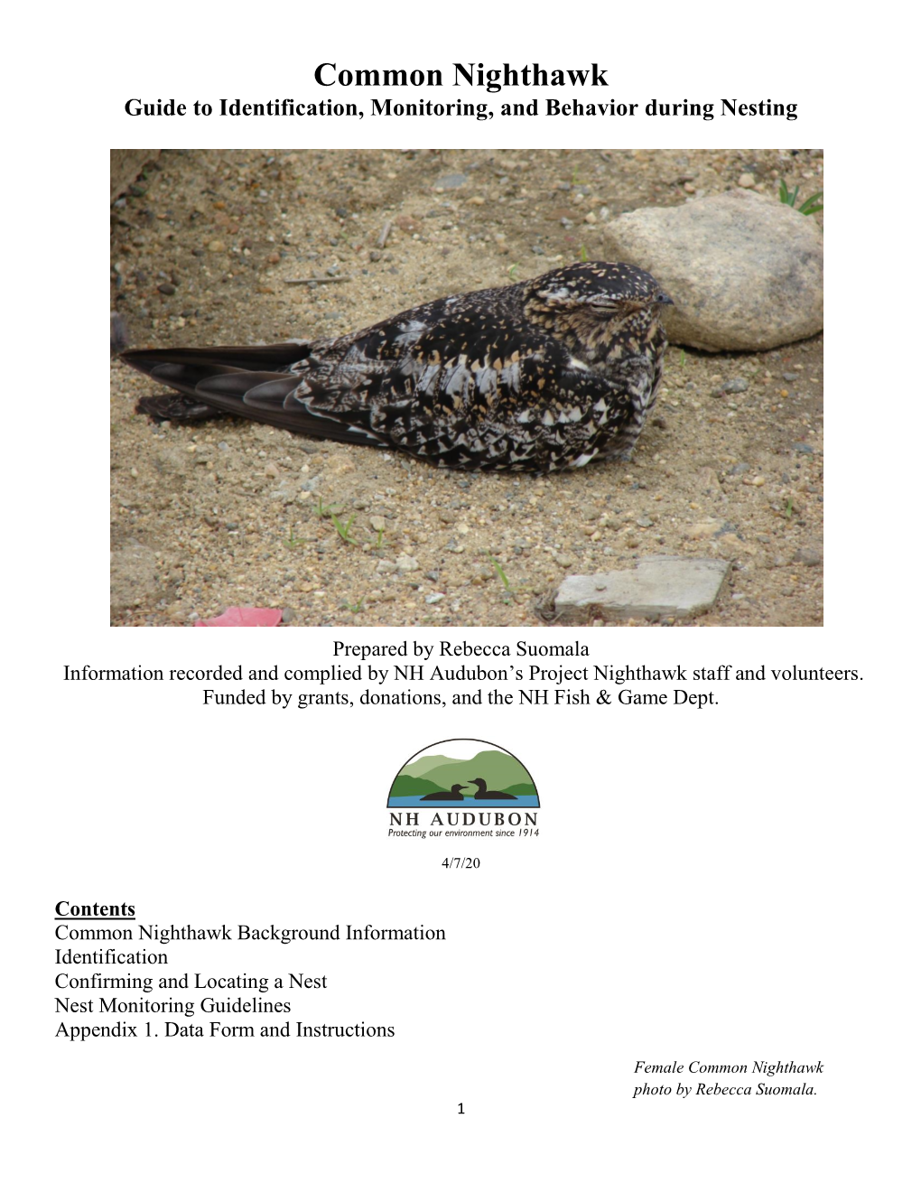 Common Nighthawk Guide to Identification, Monitoring, and Behavior During Nesting