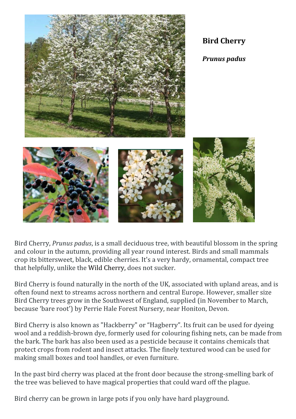 Bird Cherry Trees Grow in the Southwest of England, Supplied (In November to March, Because ‘Bare Root’) by Perrie Hale Forest Nursery, Near Honiton, Devon