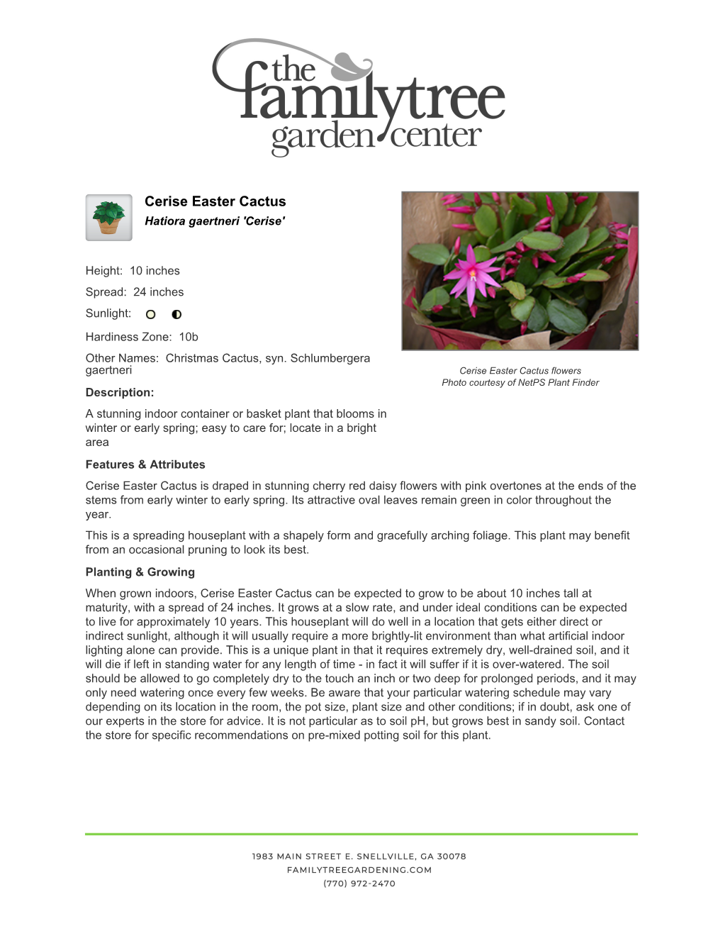 Cerise Easter Cactus Hatiora Gaertneri 'Cerise'