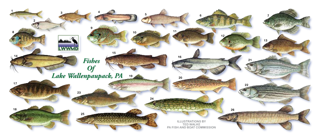 Fishes of Lake Wallenpaupack, PA