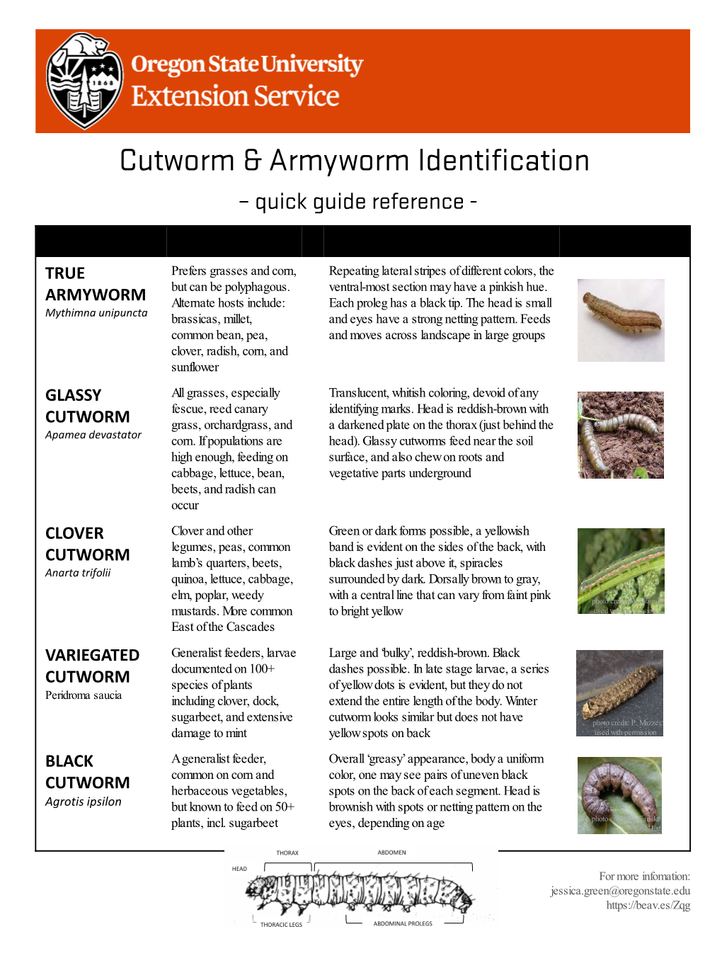 Army Cutworm Info 13June18jg