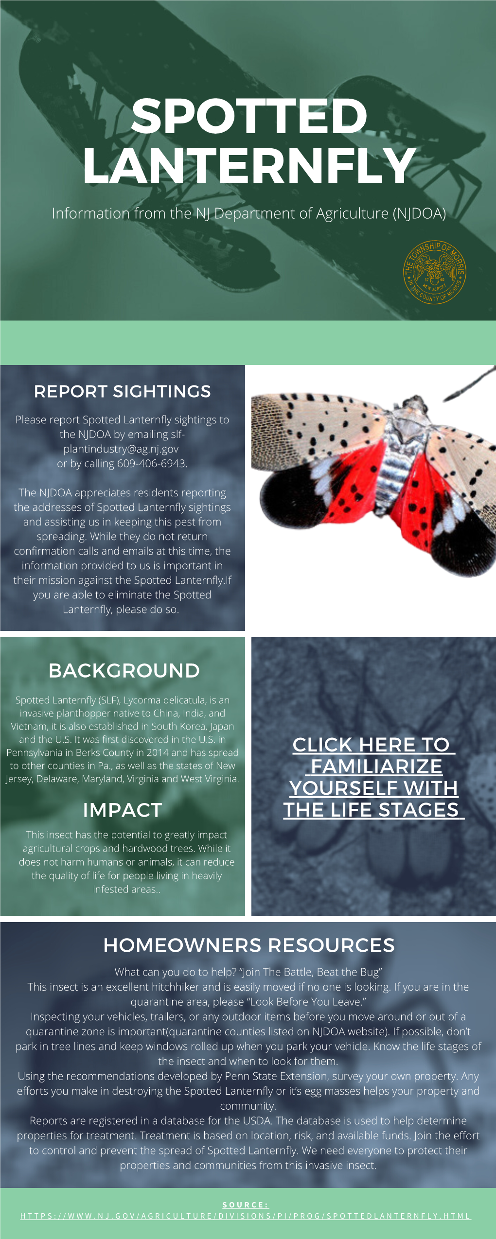 Spotted Lanternfly Infographic