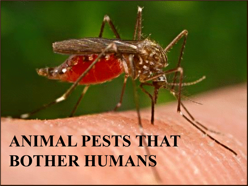 Animal Pests That Bother Humans