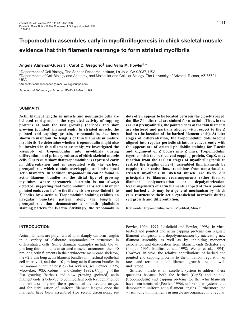 Tropomodulin Assembly in Skeletal Muscle