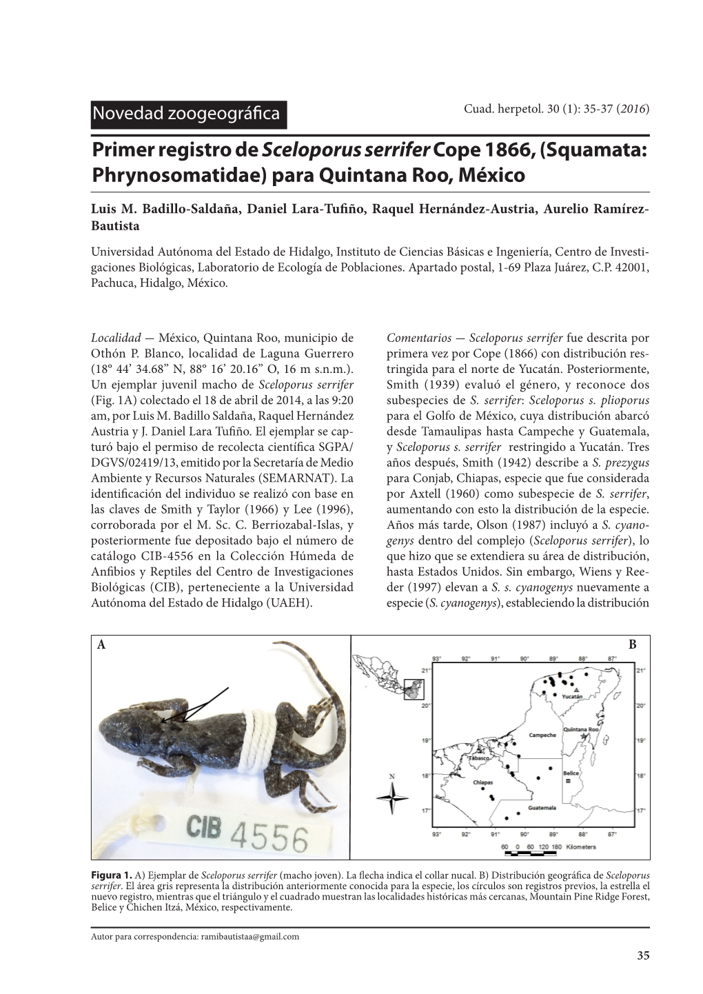 Primer Registro De Sceloporus Serrifer Cope 1866, (Squamata: Phrynosomatidae) Para Quintana Roo, México