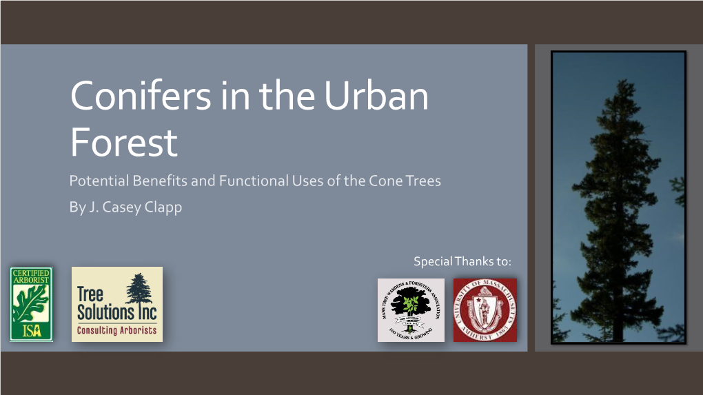 Greening the Urban Forest with Conifers