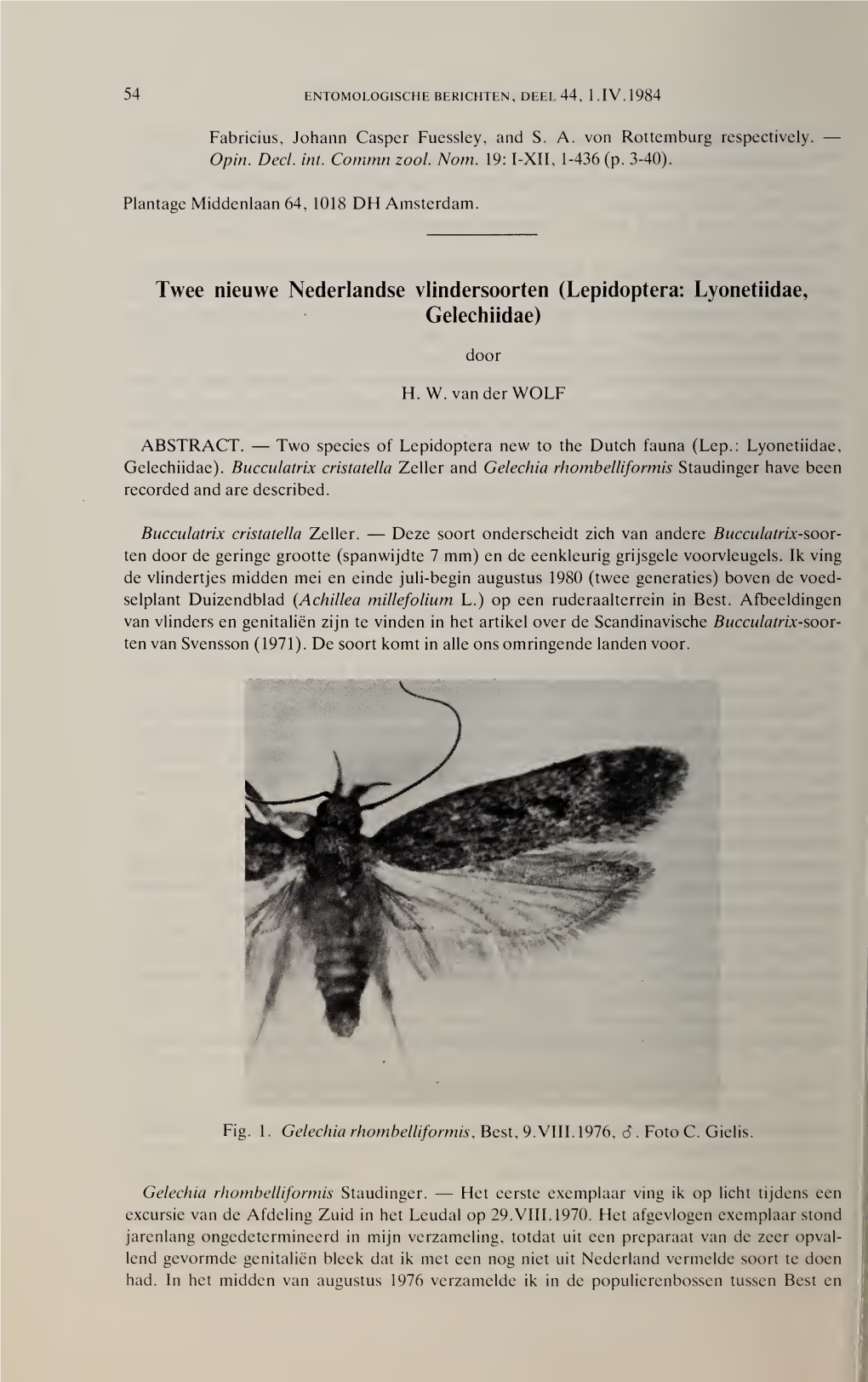 Lepidoptera: Lyonetiidae, Gelechiidae)