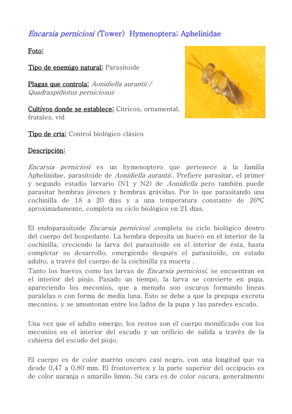 Encarsia Perniciosi ( Tower) Hymenoptera; Aphelinidae
