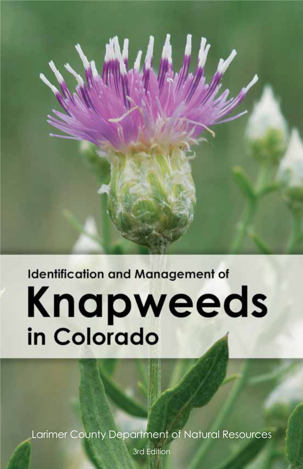 Identification and Management of Knapweeds in Colorado