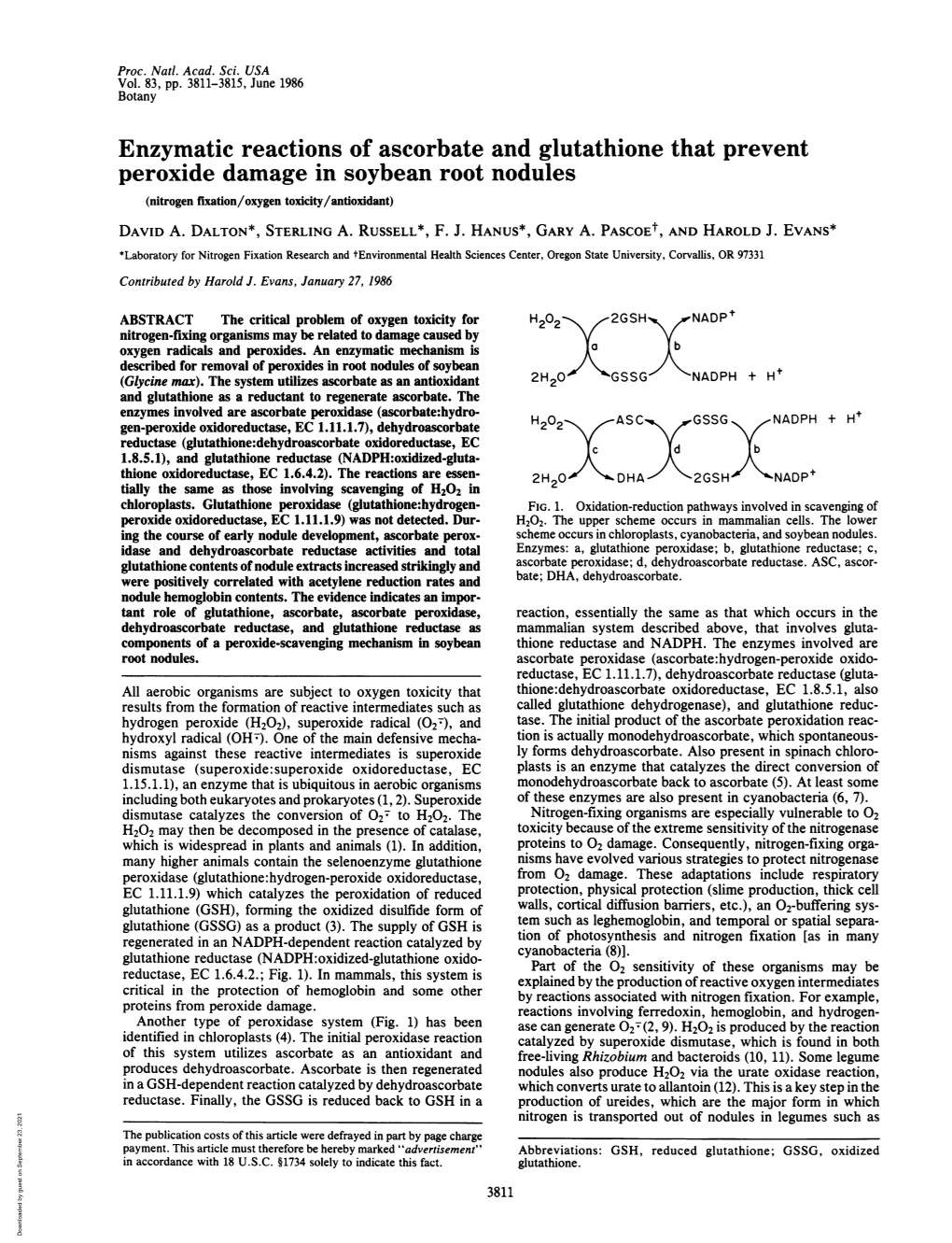 Enzymatic Reactions of Ascorbate and Glutathione That Prevent Peroxide Damage in Soybean Root Nodules (Nitrogen Fixation/Oxygen Toxicity/Antioxidant) DAVID A
