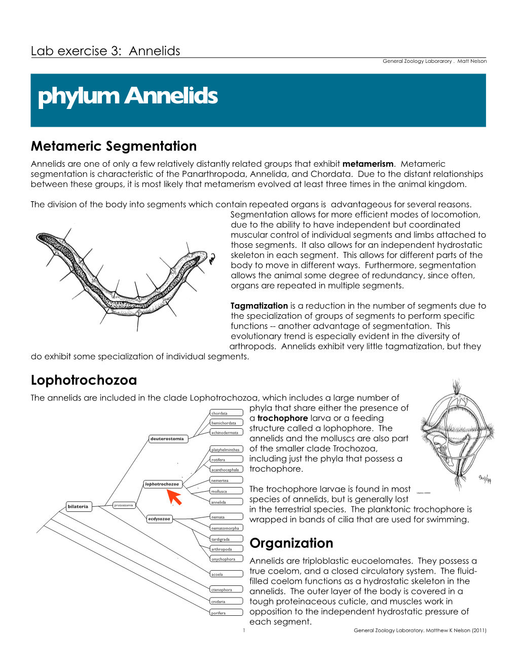 Phylum Annelids