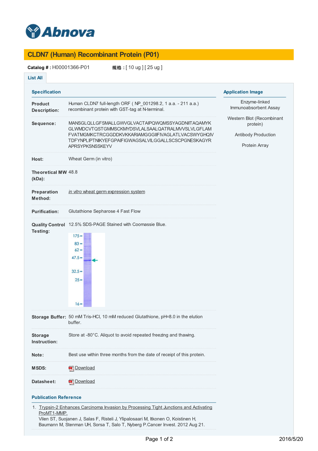 CLDN7 (Human) Recombinant Protein (P01)