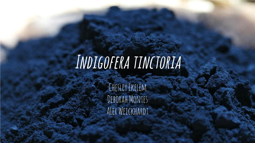 Indigofera Tinctoria