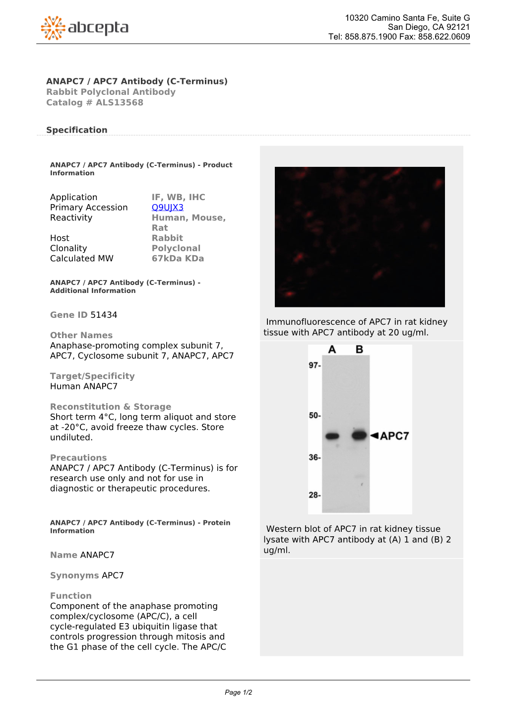 ANAPC7 / APC7 Antibody (C-Terminus) Rabbit Polyclonal Antibody Catalog # ALS13568