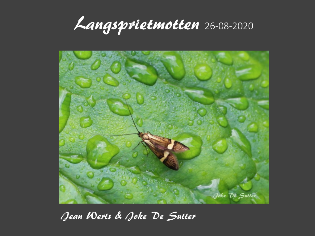 Langsprietmotten 26-08-2020