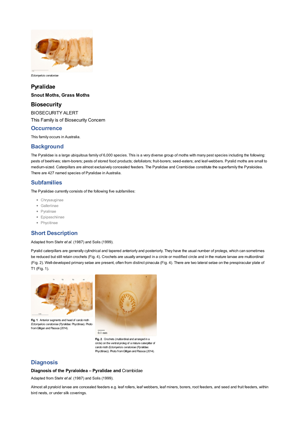 Pyralidae Biosecurity Occurrence Background Subfamilies Short