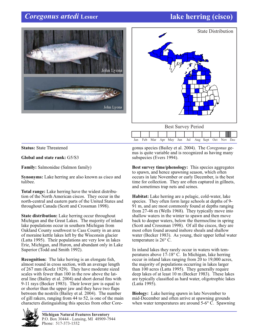 Coregonus Artedi Lesuer Lake Herring (Cisco)