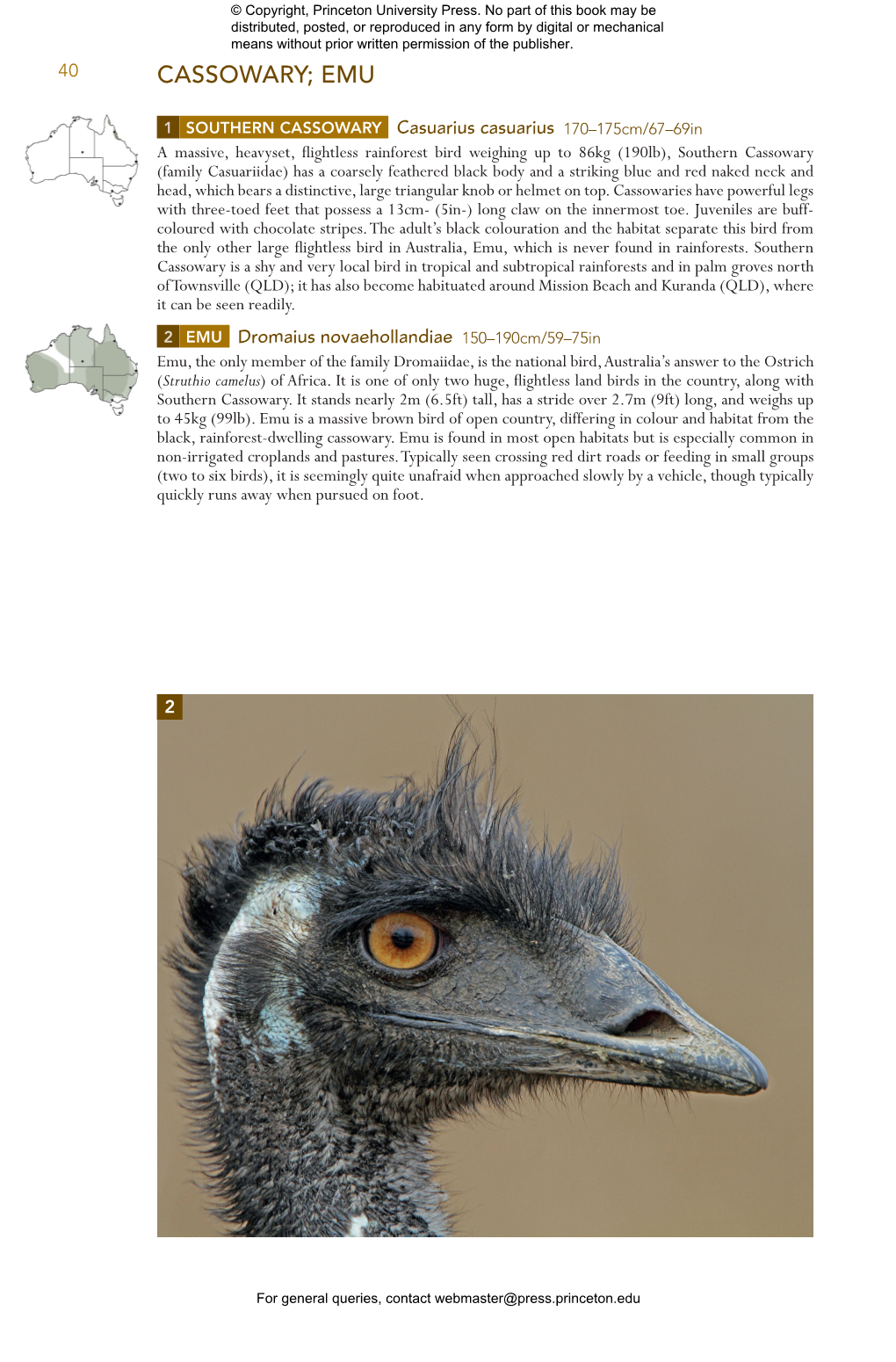 Cassowary; Emu