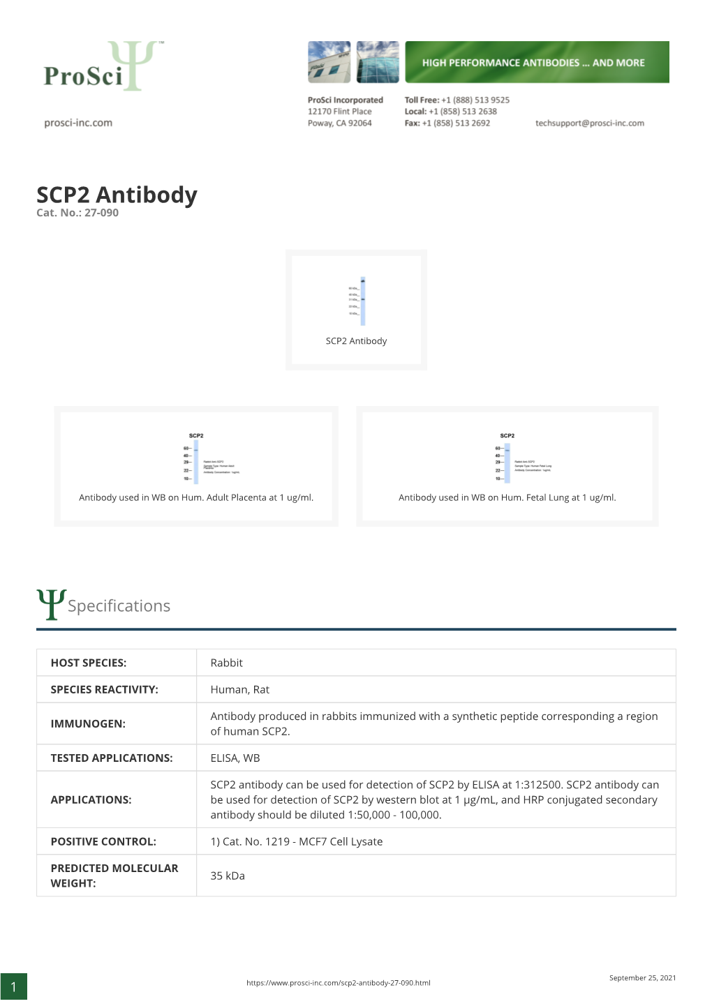 SCP2 Antibody Cat