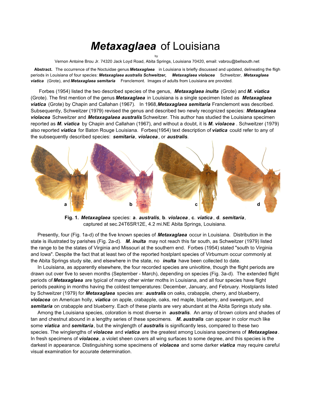 Metaxaglaea of Louisiana by Vernon Antoine Brou Jr