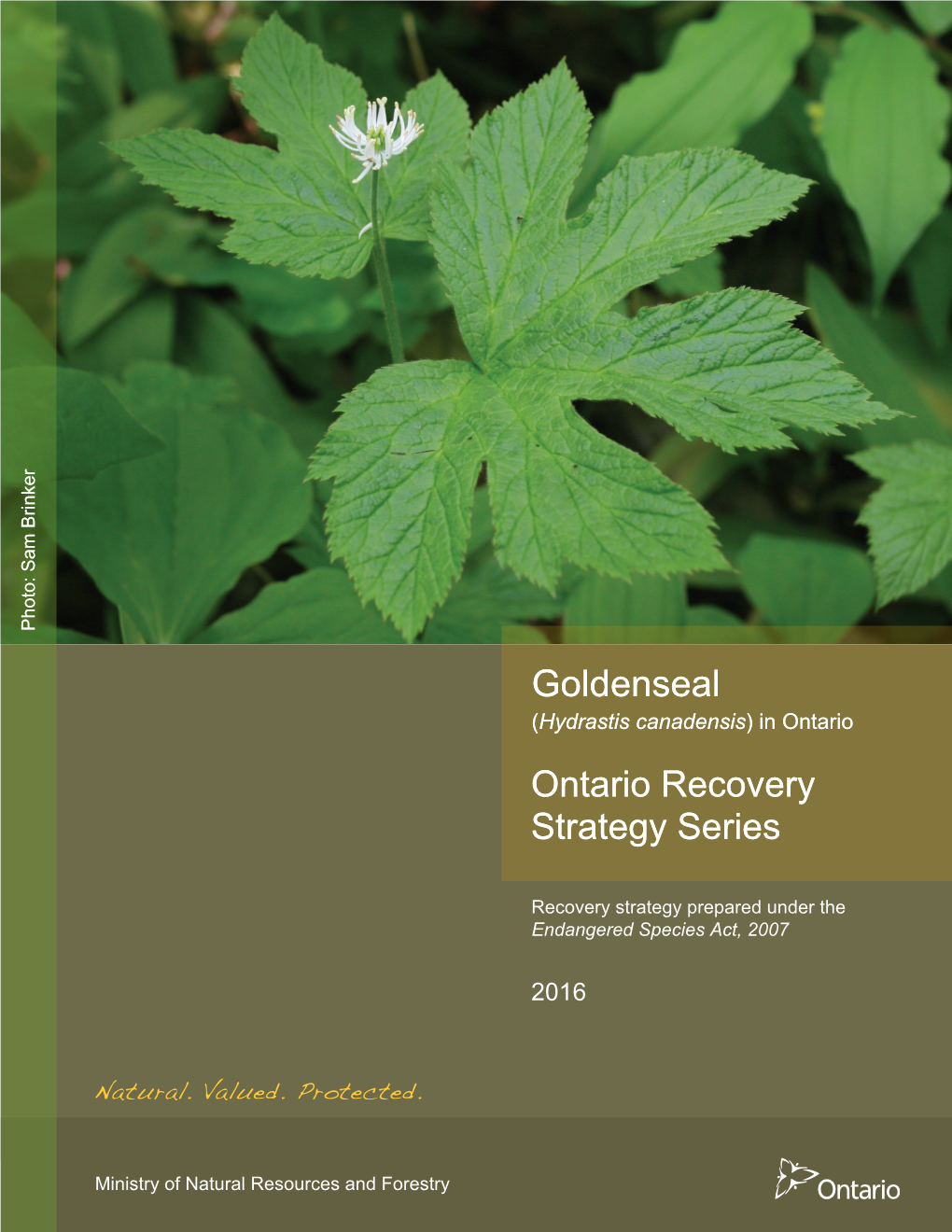 Recovery Strategy for Goldenseal (Hydrastis Canadensis)