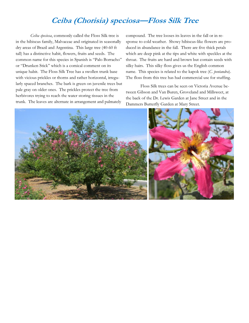 Ceiba Speciosa – Floss Silk Tree