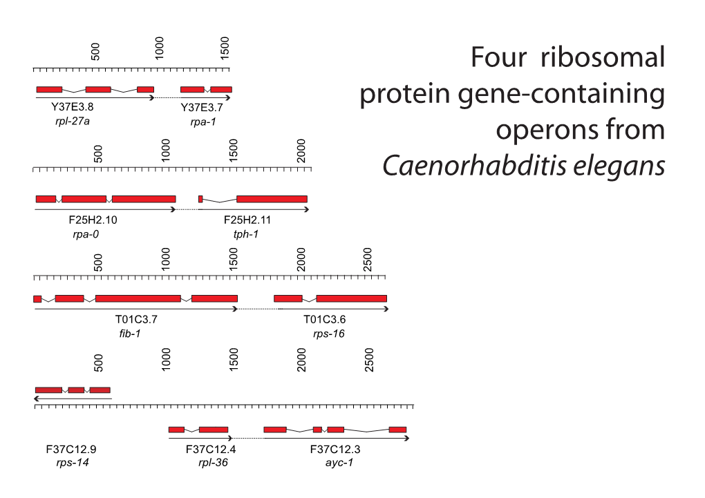 Four Ribosomal Protein Gene-Containing Operons From