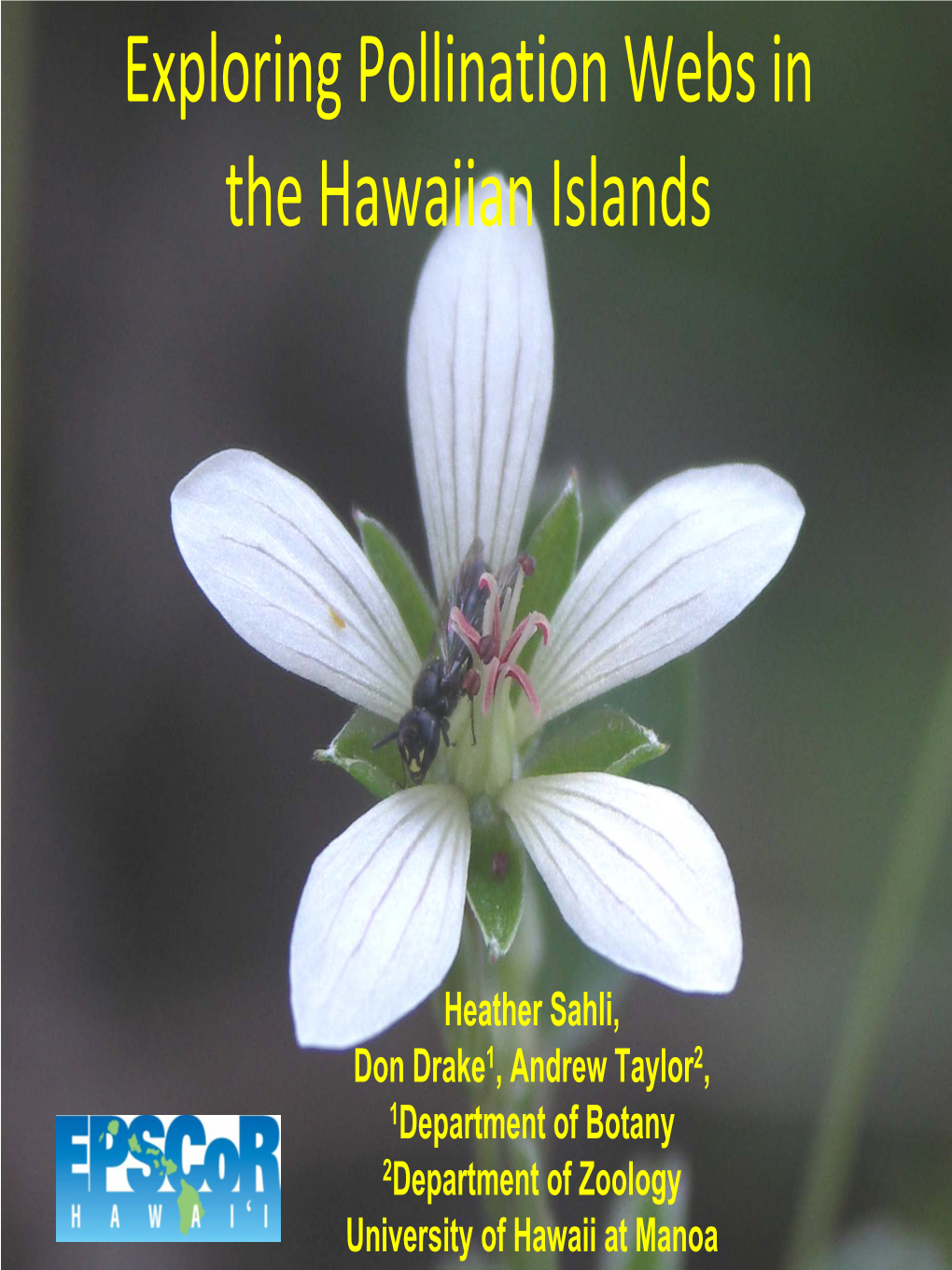 Exploring Pollination Webs in the Hawaiian Islands