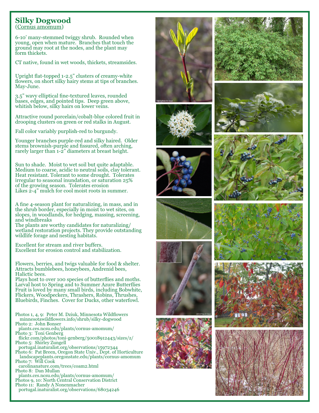 Silky Dogwood (Cornus Amomum) 6-10’ Many-Stemmed Twiggy Shrub