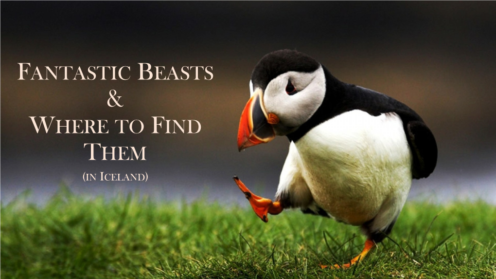 Fantastic Beasts & Where to Find Them