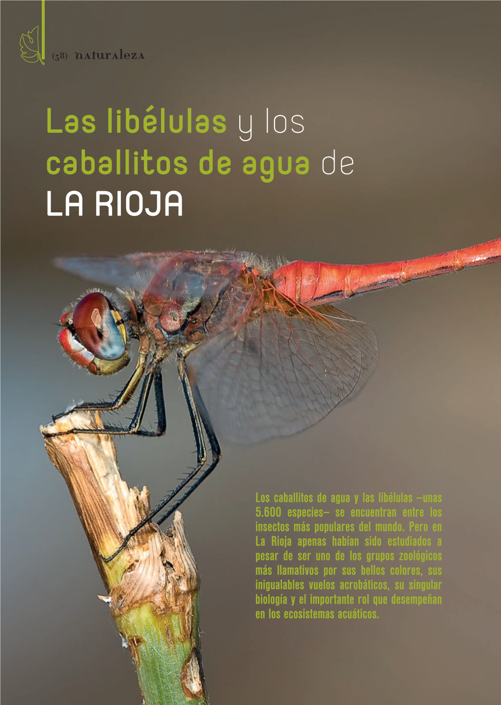 Las Libélulas Y Los Caballitos De Agua De LA RIOJA