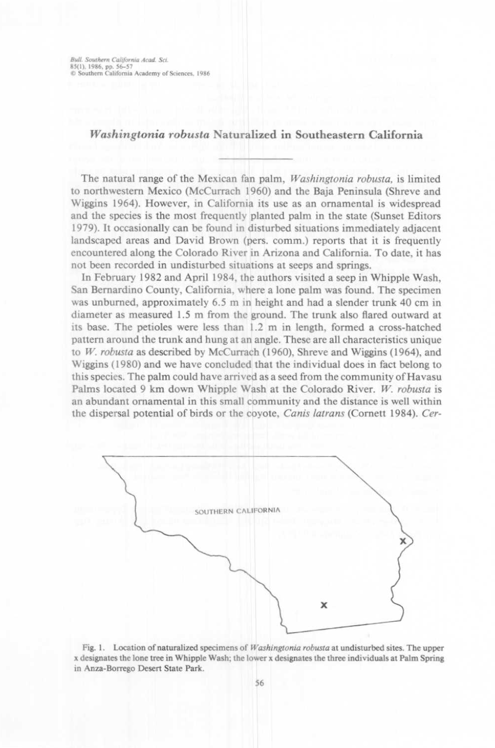 Washington Robusta Naturalized in Southeastern California