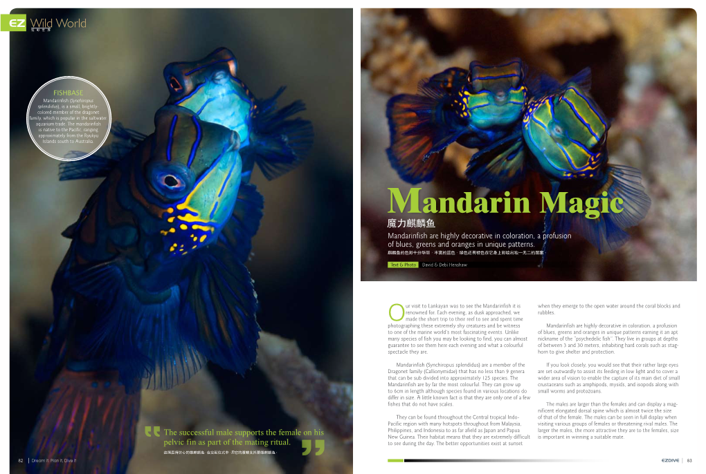 Mandarin Magic 魔力麒麟魚 Mandarinfish Are Highly Decorative in Coloration, a Profusion of Blues, Greens and Oranges in Unique Patterns
