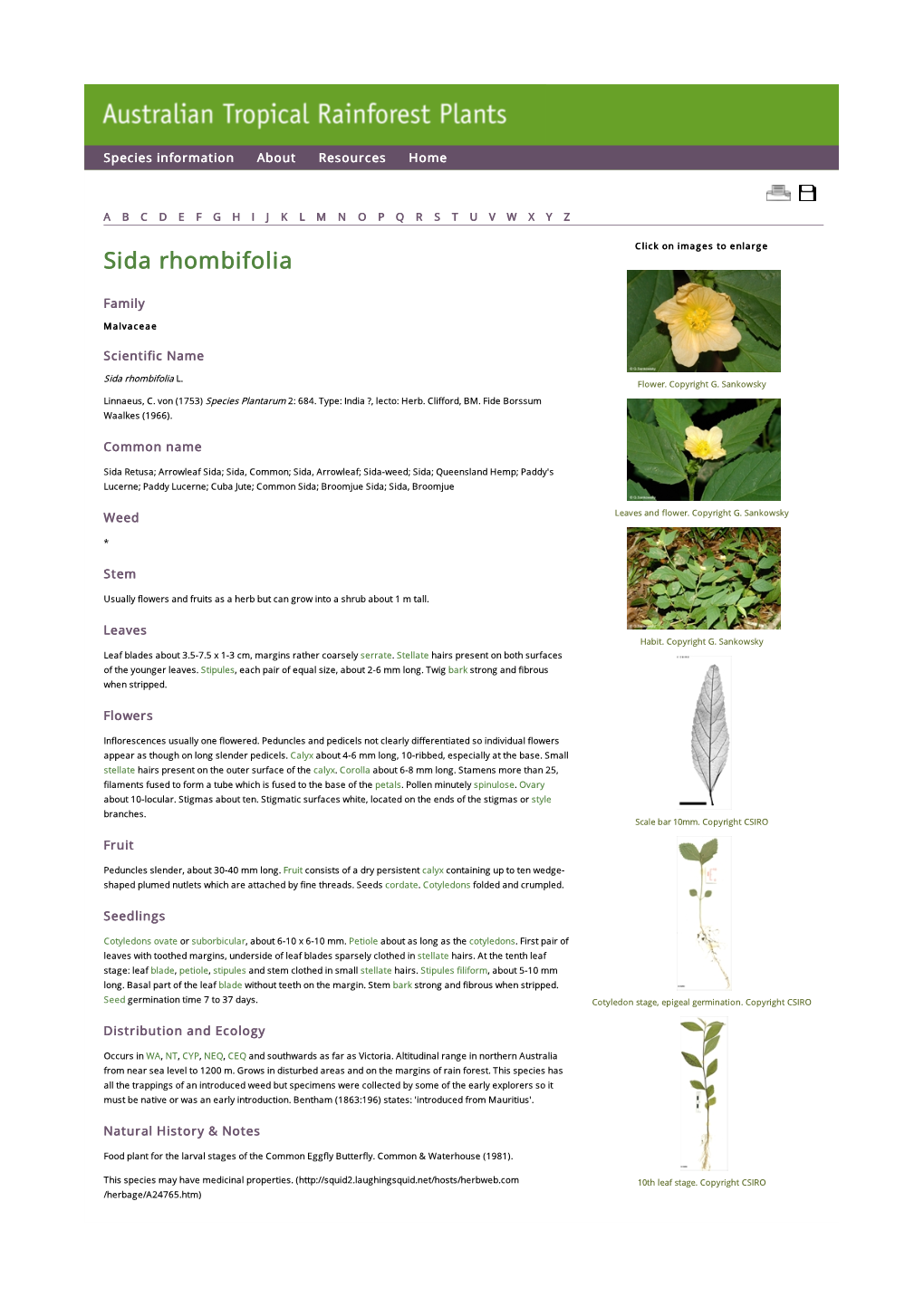 Sida Rhombifolia Click on Images to Enlarge