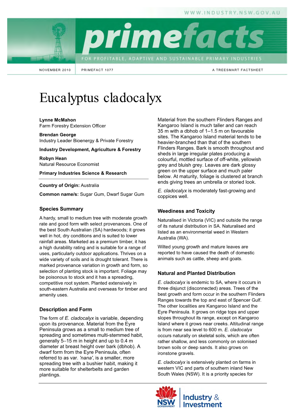 Eucalyptus Cladocalyx