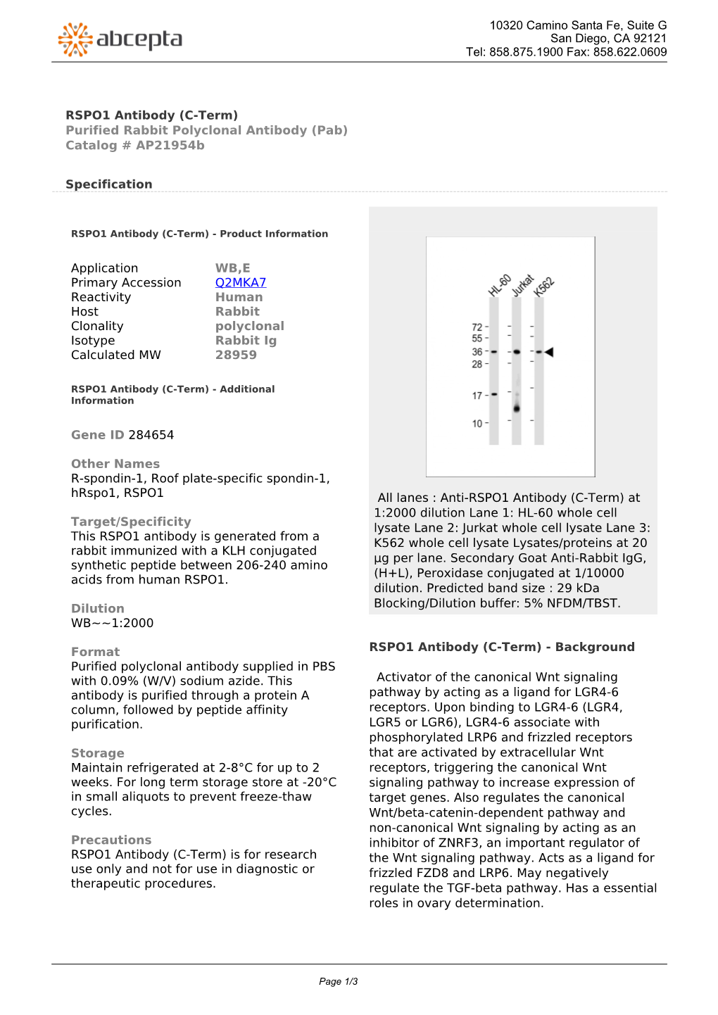 RSPO1 Antibody (C-Term) Purified Rabbit Polyclonal Antibody (Pab) Catalog # Ap21954b