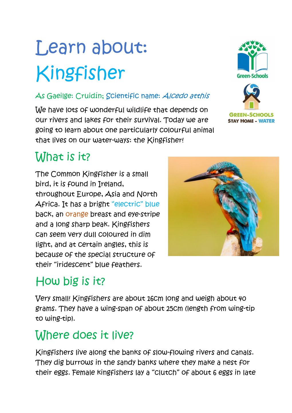 The Kingfisher Fact Sheet