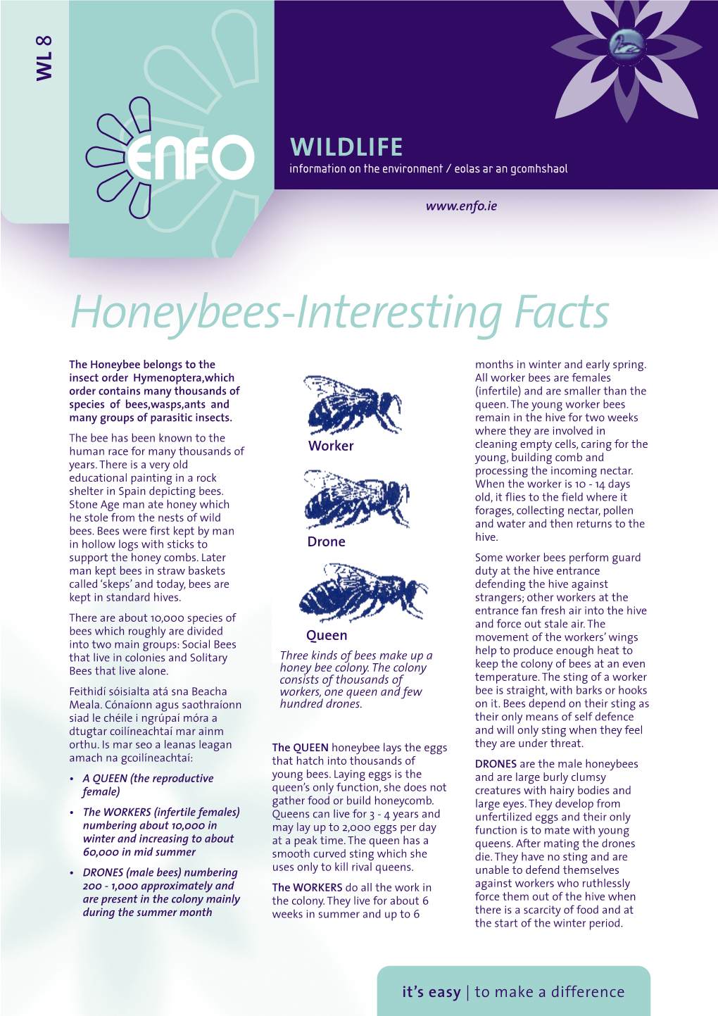 Honeybees-Interesting Facts