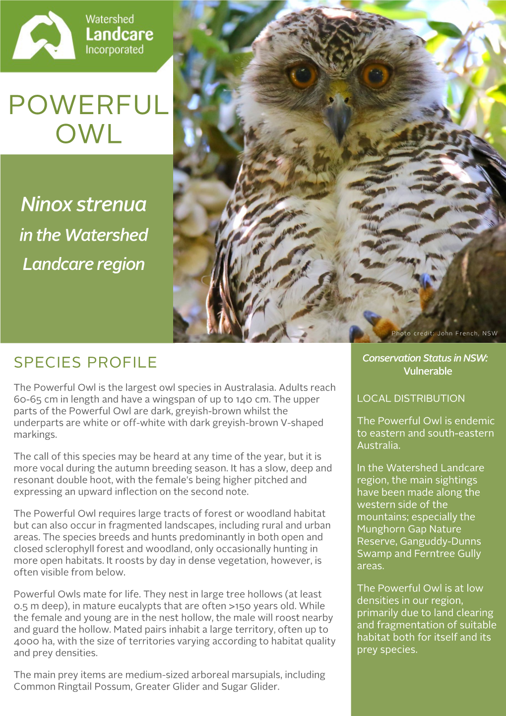 Powerful Owl