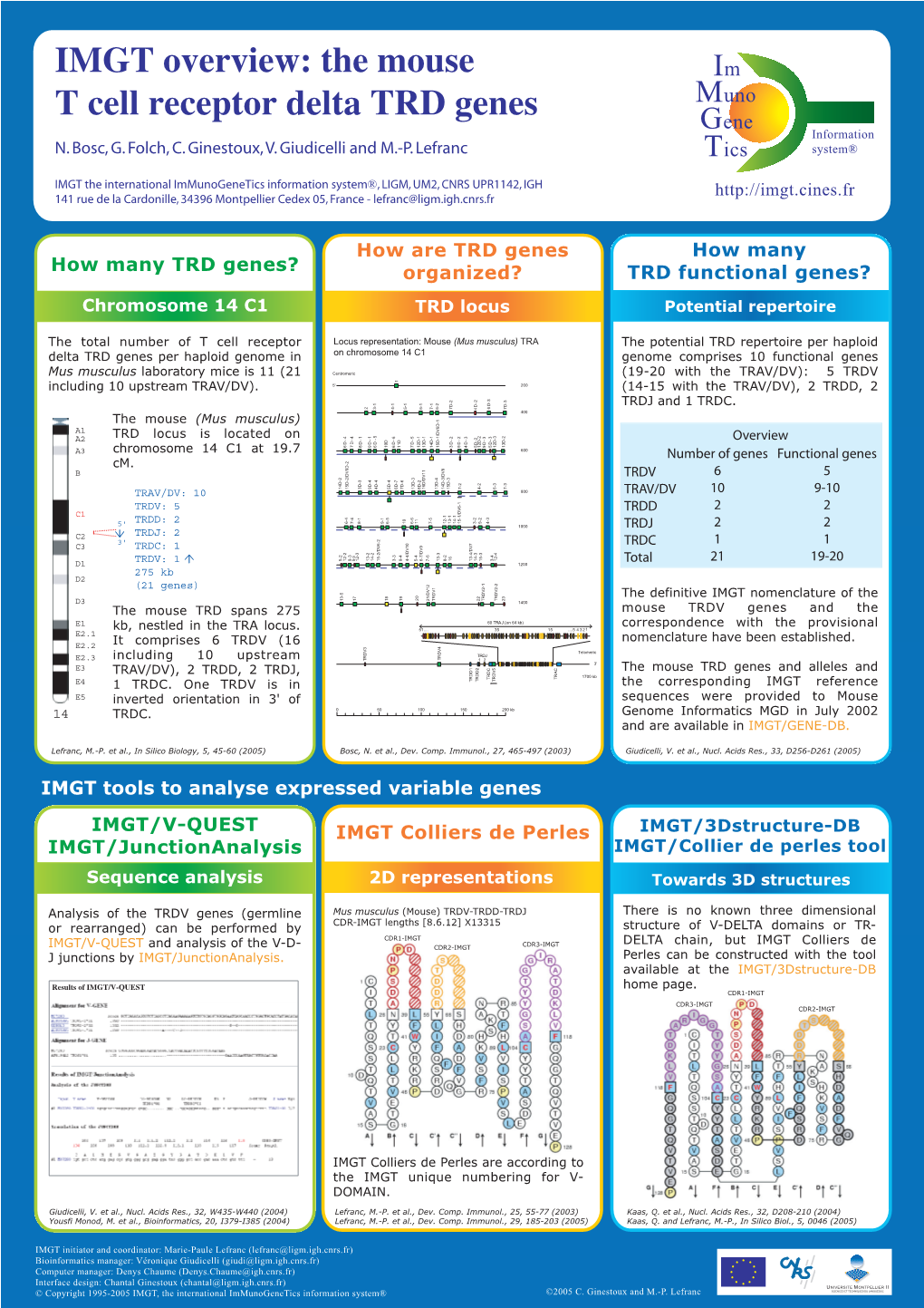 IMGT Overview: the Mouse T Cell Receptor Delta TRD Genes