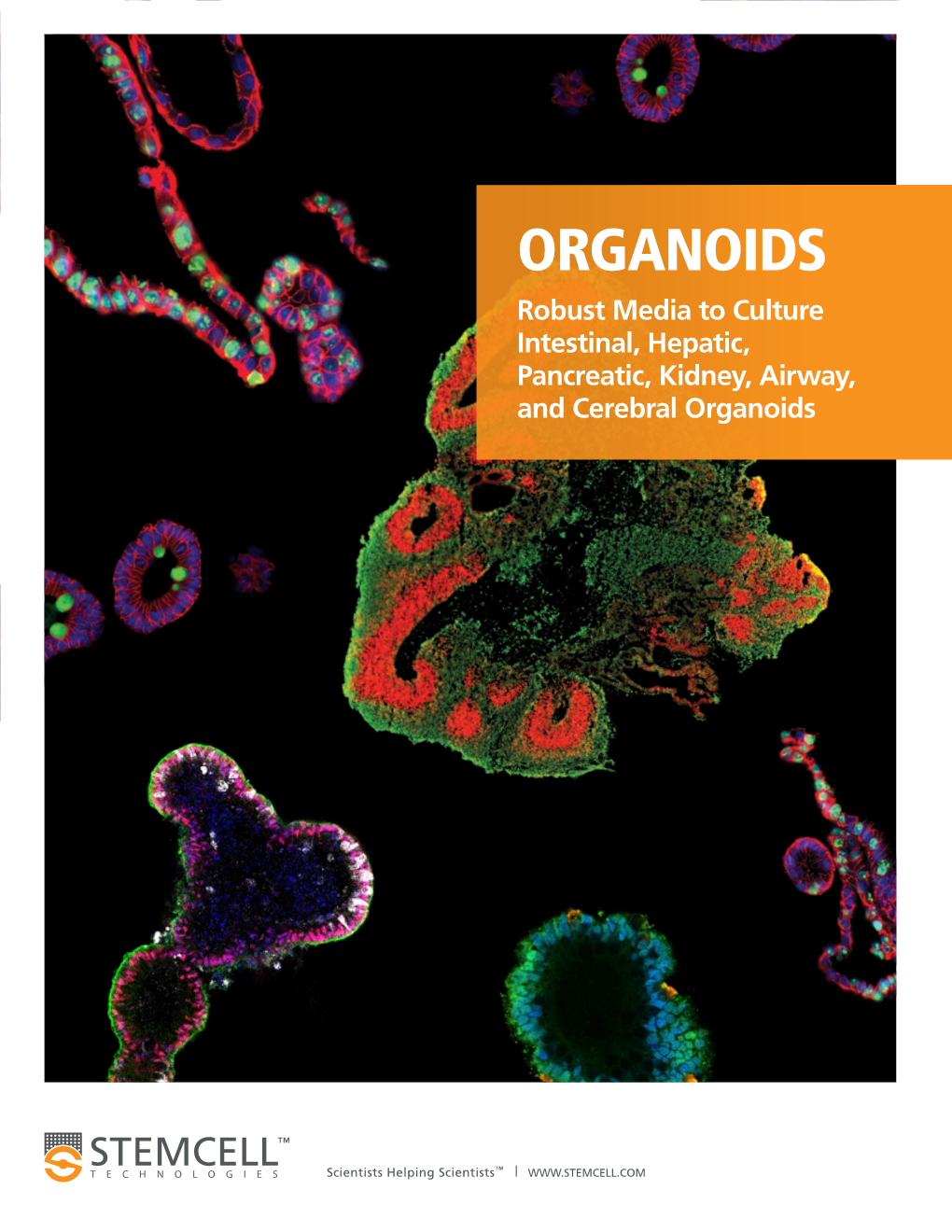 ORGANOIDS Robust Media to Culture Intestinal, Hepatic, Pancreatic, Kidney, Airway, and Cerebral Organoids