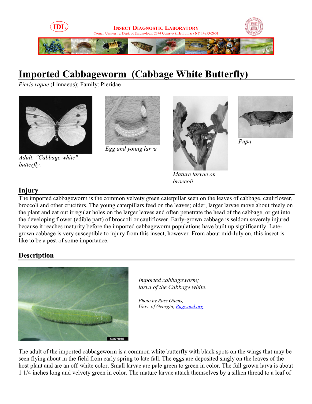 Imported Cabbageworm (Cabbage White Butterfly) Pieris Rapae (Linnaeus); Family: Pieridae