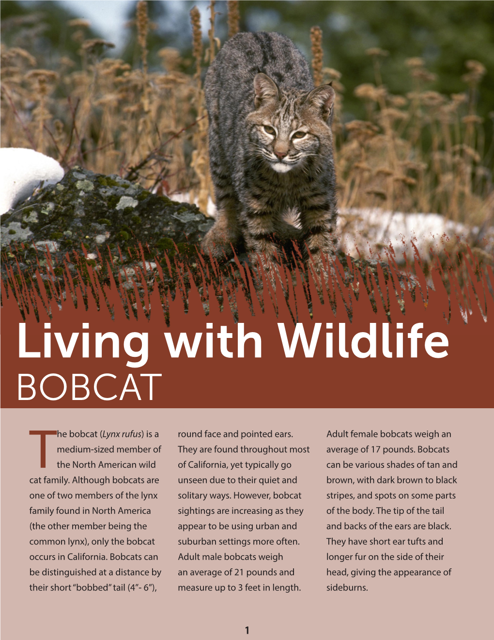 Living with Bobcat Brochure