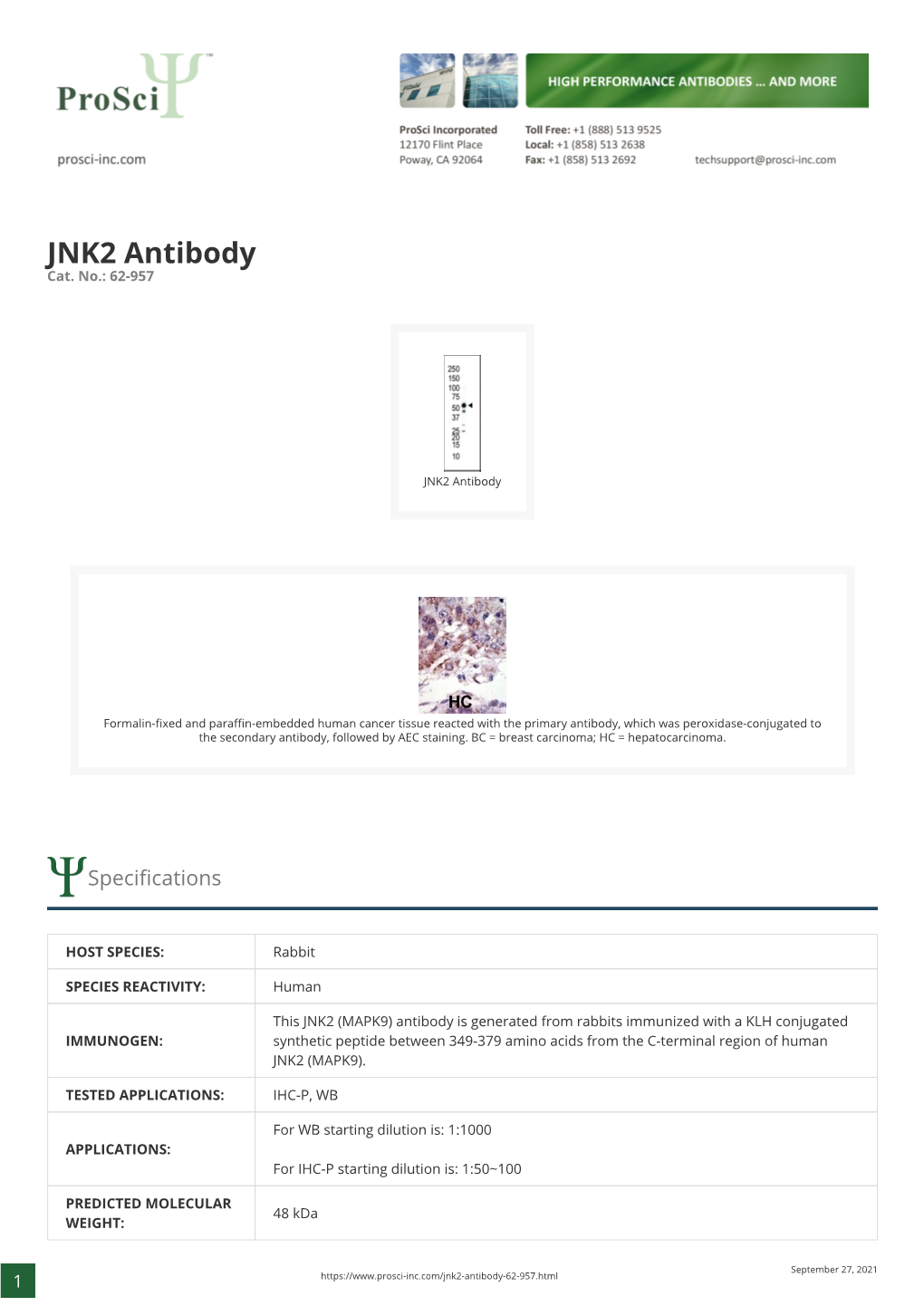 JNK2 Antibody Cat