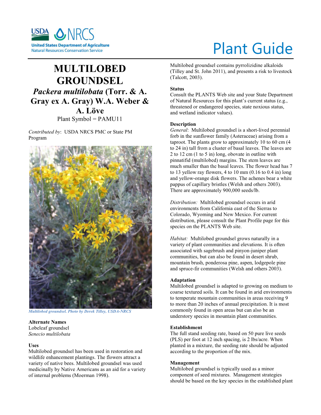 Plant Guide for Multilobed Groundsel (Packera Multilobata)