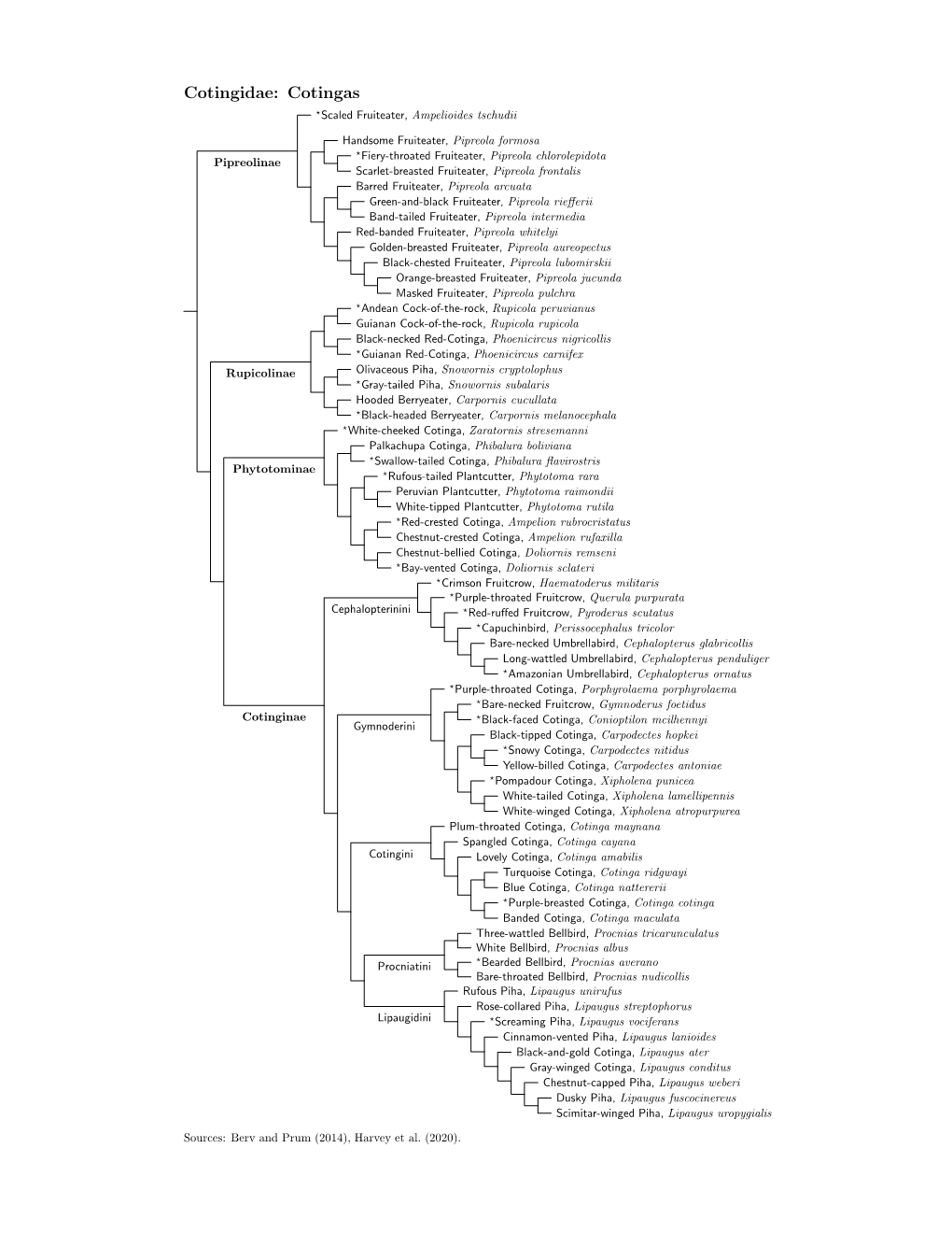 Cotingidae Species Tree